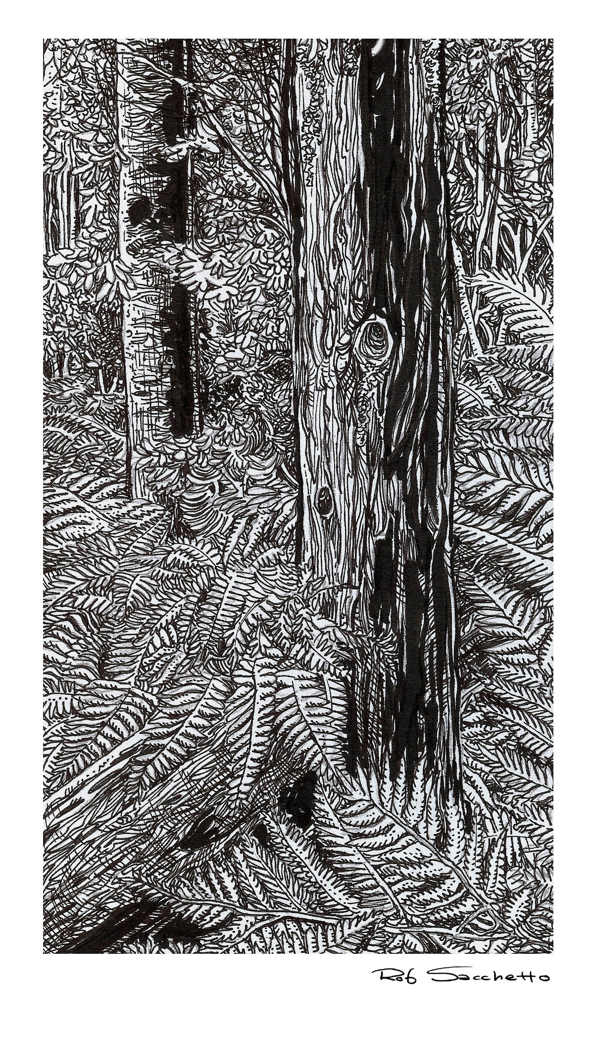 Ferns and Decayed Wood