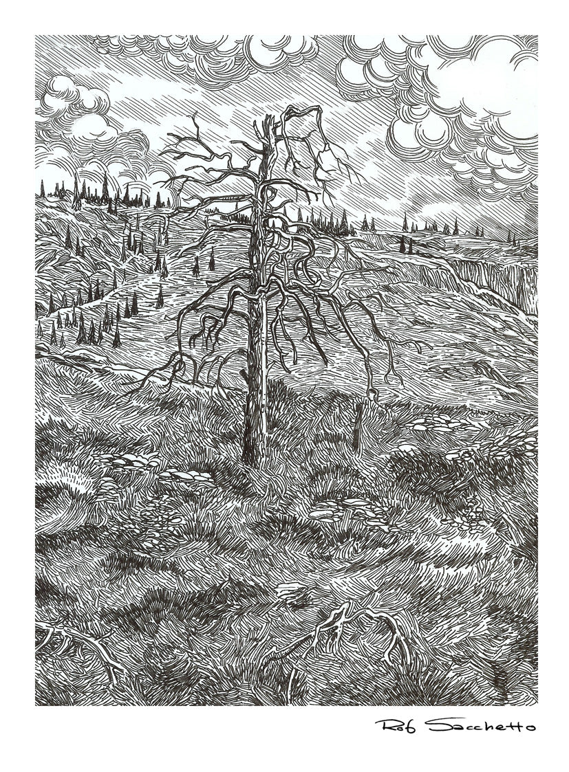 Lone Ponderosa