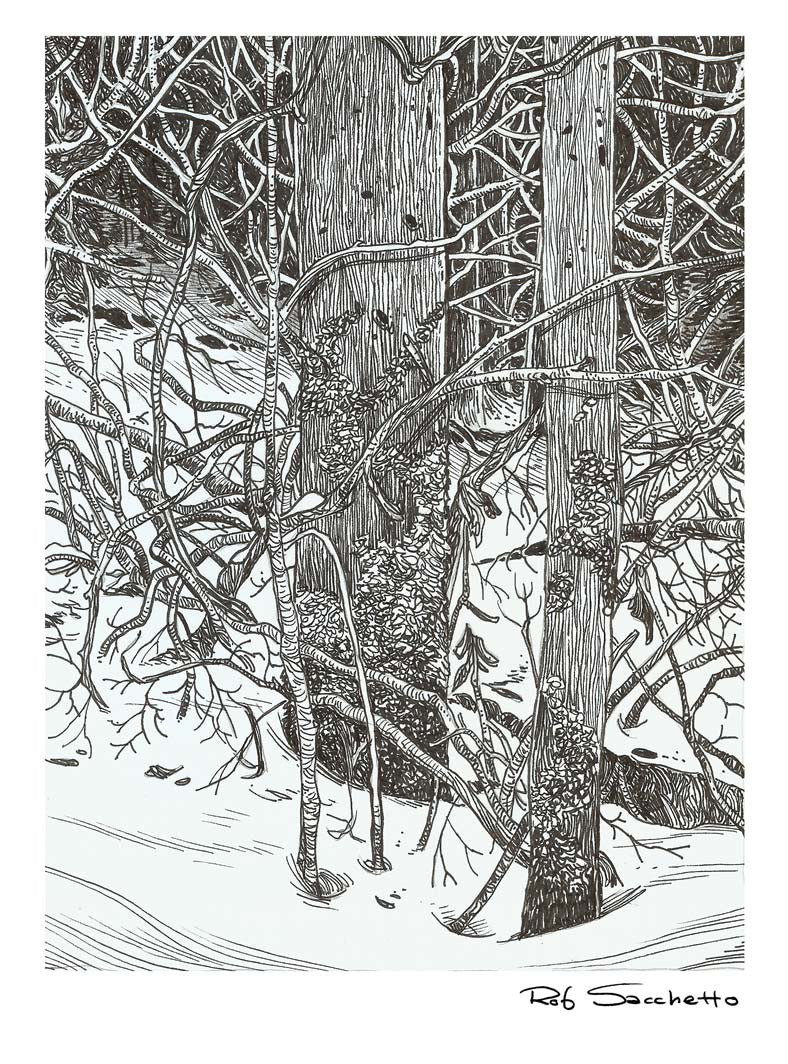 Winter Trees