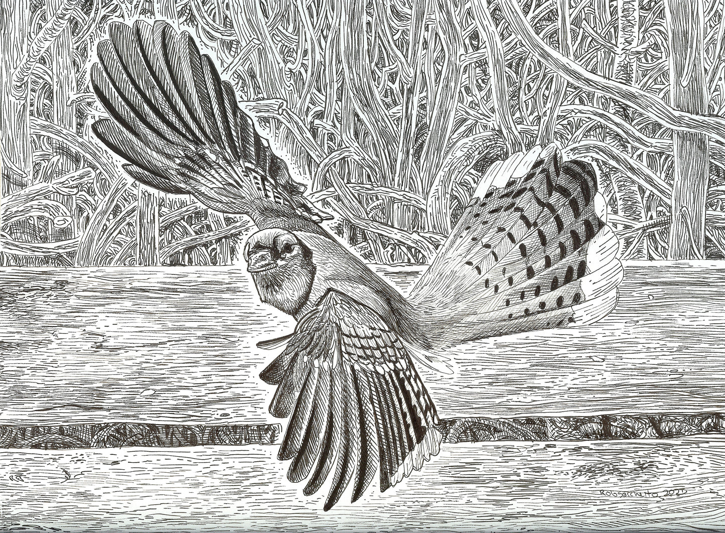 Goth Nature Art : Blue Jay in Flight