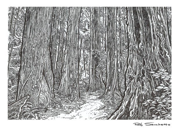 Redwood Passage