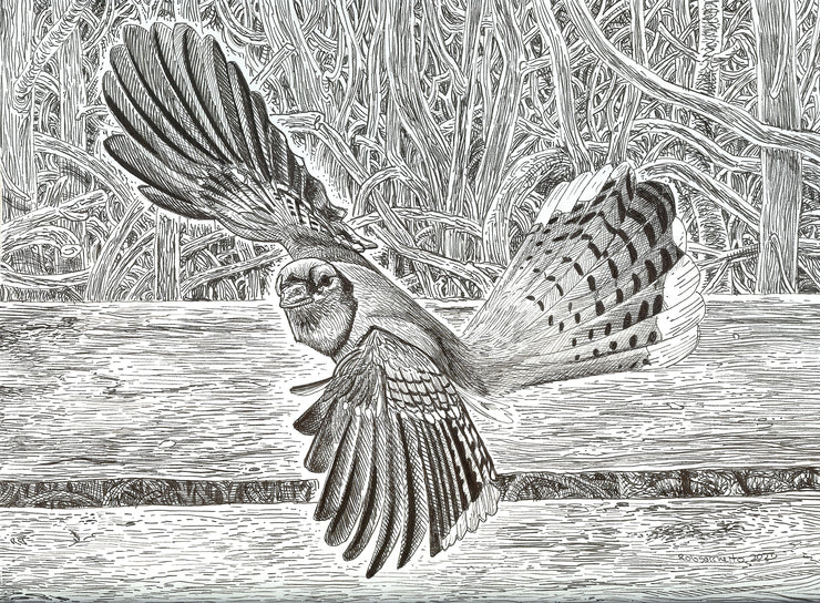 Goth Nature Art : Blue Jay in Flight